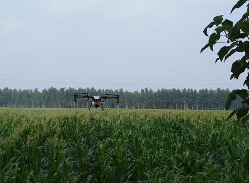 農(nóng)田里的“戰(zhàn)斗機(jī)”——沙苑農(nóng)場開展植保飛機(jī)防控玉米粘蟲災(zāi)害