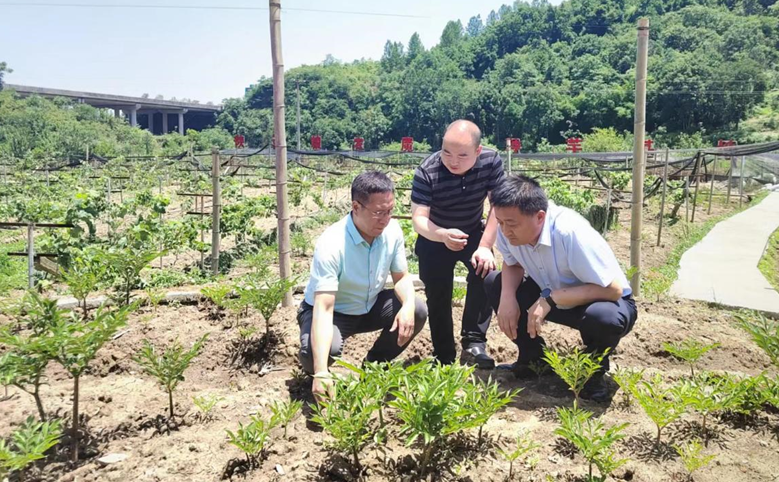 集團(tuán)副總經(jīng)理王軍赴安康魔芋公司檢查指導(dǎo)工作