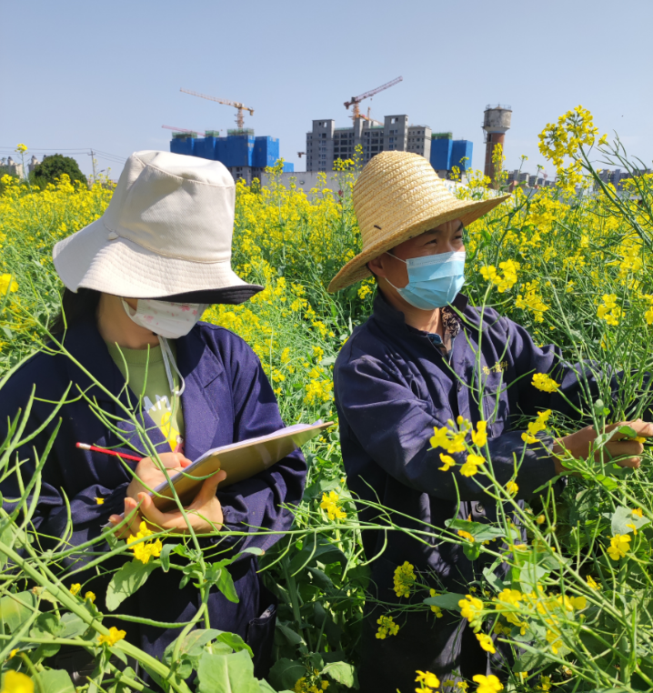 種業(yè)集團(tuán)：楊凌高科全力以赴開展油菜品種田間純度鑒定和“兩菜”市場(chǎng)調(diào)研活動(dòng)